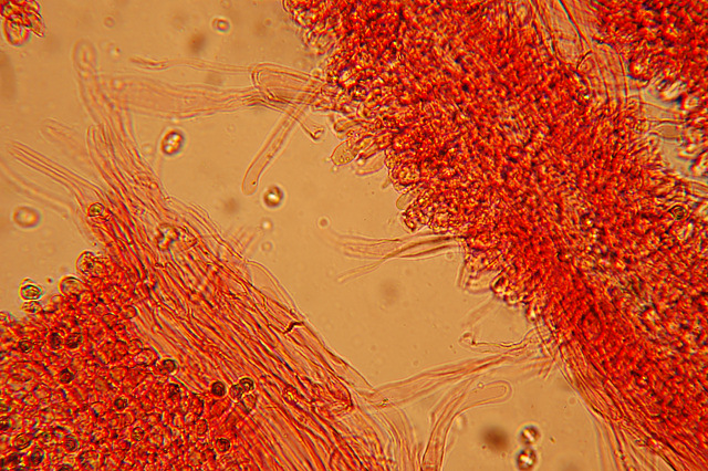 Messa a punto del microscopio
